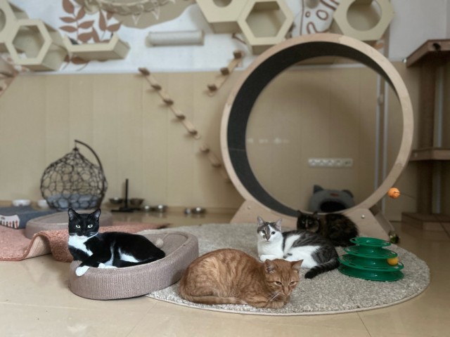 Теплая зима в котодоме