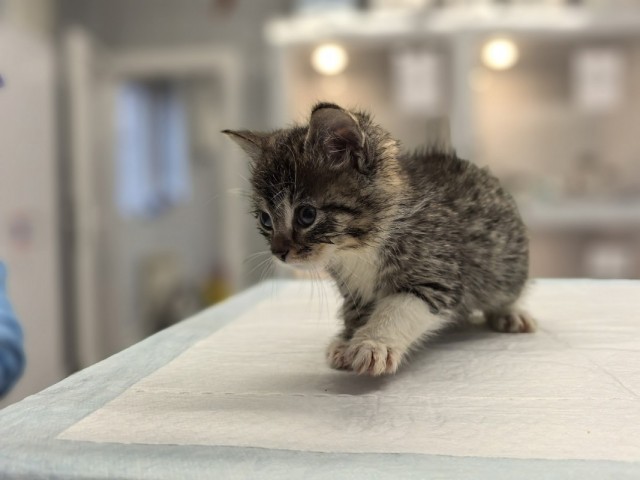 Помощь для котят: сбор средств на корма