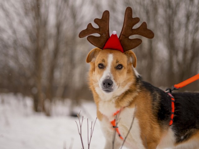 Подарите праздник 60 собакам, которые всё ещё ждут дом!