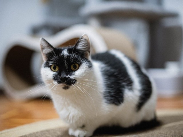 Помощь хвостатым пенсионерам