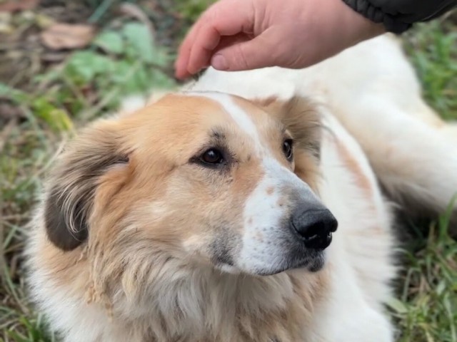 Территория доверия: сбор на оборудования кинологической площадки