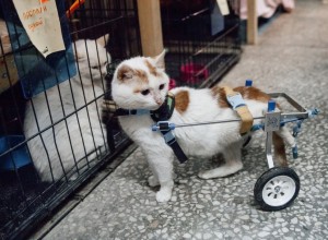 Рука помощи бездомным животным