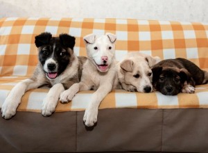 Возьми счастье в дом