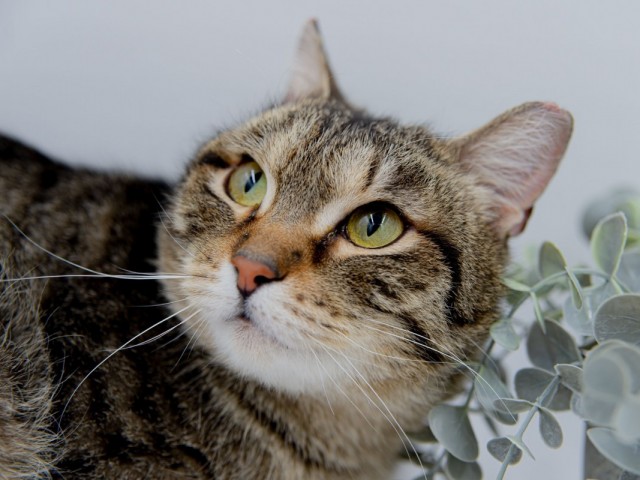 Горячая линия «Потеряшки»