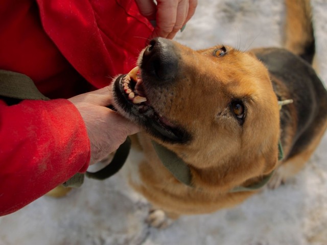 Добрый Дом Буссидо