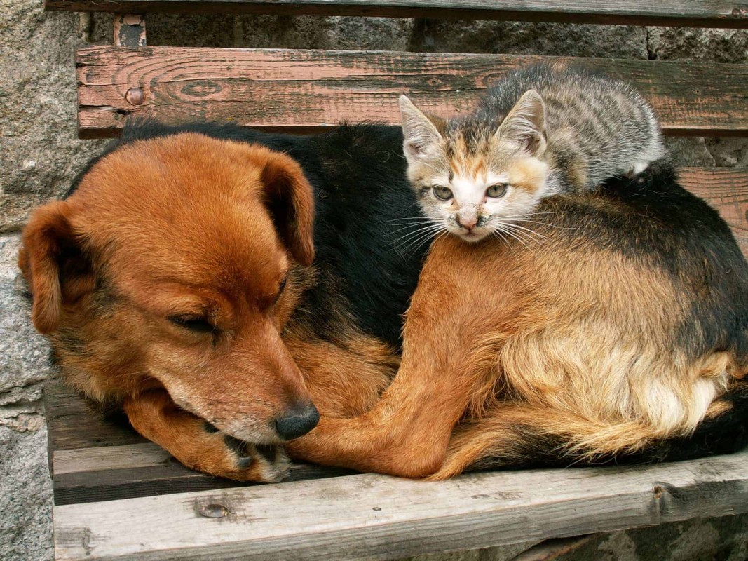 Безнадзорные собаки и кошки